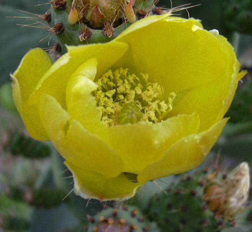 Opuntia ficus-indica / Fico d ''India